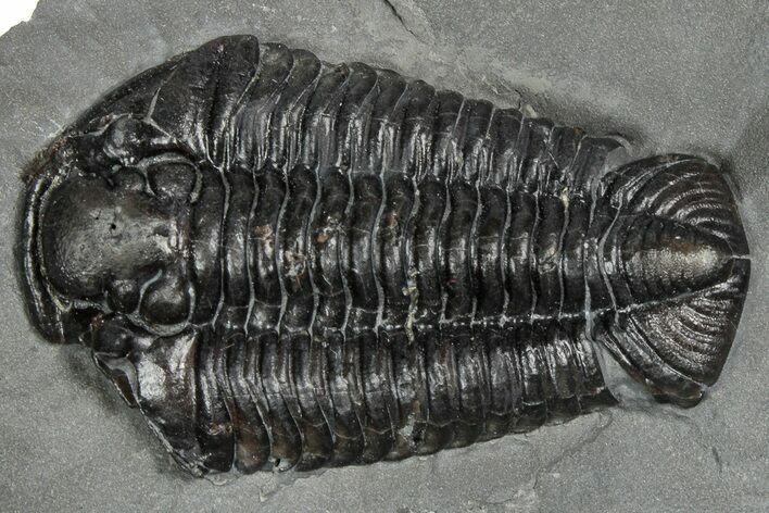 Calymene Niagarensis Trilobite Fossil - New York #357098